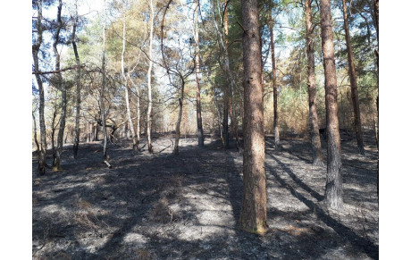 UN INCENDIE EN FORET DE ROCHEFORT